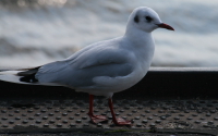 M&ouml;ve