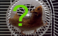Hamster